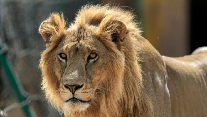 Ghana zoo: Lions maul man to death in Accra