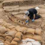 Israeli archaeologists dig up large tusk of ancient elephant