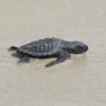 Kemp’s ridley sea turtle nests 1st in 75 years in Louisiana