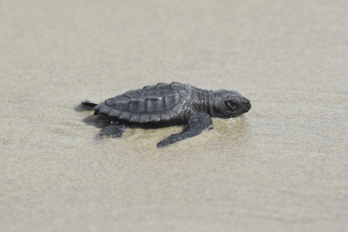 Kemp’s ridley sea turtle nests 1st in 75 years in Louisiana