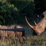 Kenya: Wildlife trafficking suspect seized after m reward