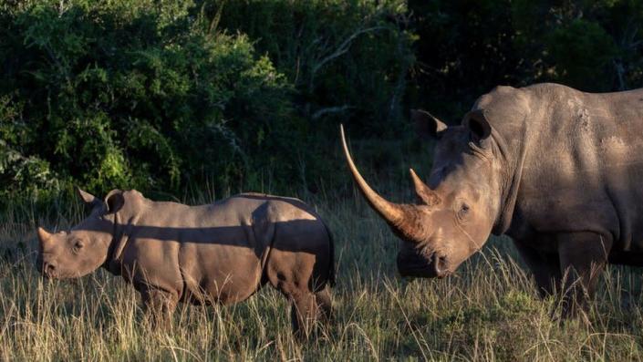 Kenya: Wildlife trafficking suspect seized after m reward