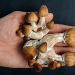 Magic mushrooms set to become UK’s ultimate weapon against depression