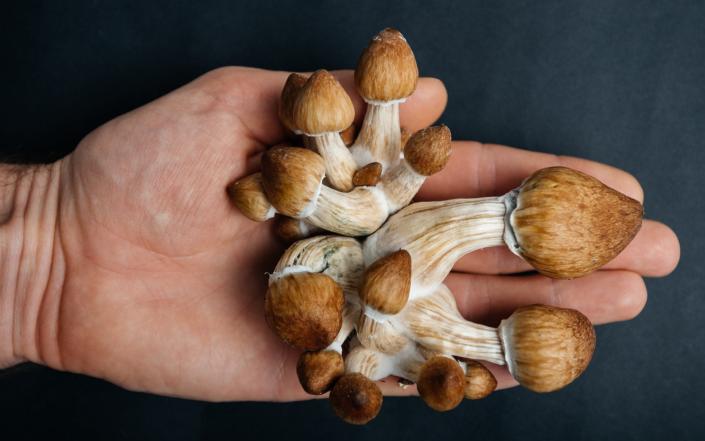 Magic mushrooms set to become UK’s ultimate weapon against depression