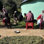 Pondoland: South Africa’s cannabis growers left behind by legalisation plans