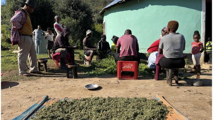 Pondoland: South Africa’s cannabis growers left behind by legalisation plans