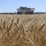 Russia’s economy gets boost from wartime grain shipments