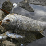 What killed tons of fish in European river? Mystery deepens