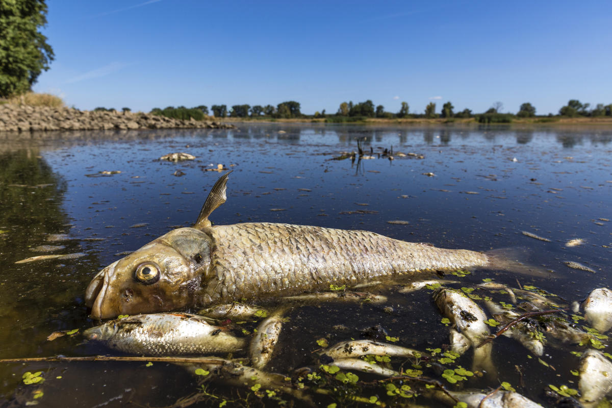 Wildfires spread, fish die off amid severe drought in Europe