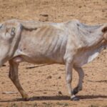 Cattle rustlers kill at least 11 people during ambush in Kenya