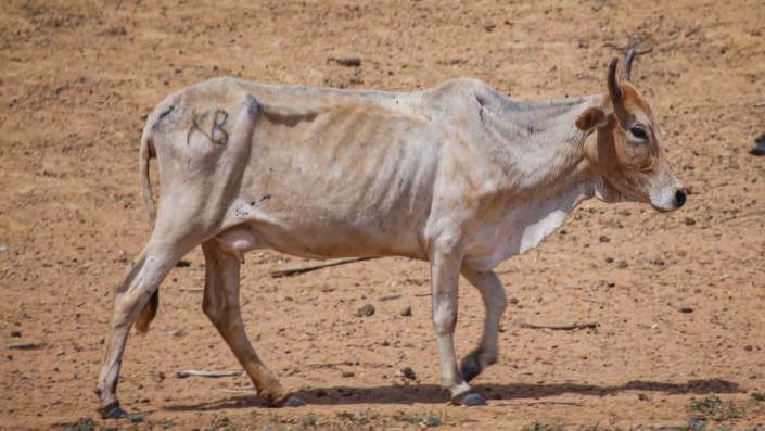 Cattle rustlers kill at least 11 people during ambush in Kenya