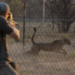 Cheetahs from South Africa go to parks in India, Mozambique