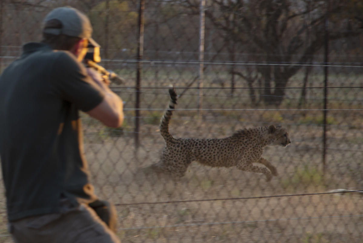 Cheetahs from South Africa go to parks in India, Mozambique