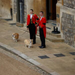 Queen Elizabeth’s corgis, Muick and Sandy, await her casket at Windsor Castle alongside Prince Andrew