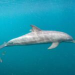 Rescued dolphins swim free from Indonesia sanctuary