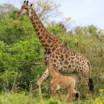 Giraffe kills toddler in South Africa game park