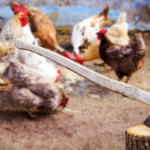 Kenya curriculum uproar as pupils behead live chickens in school