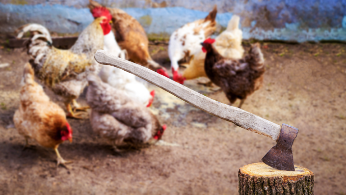 Kenya curriculum uproar as pupils behead live chickens in school