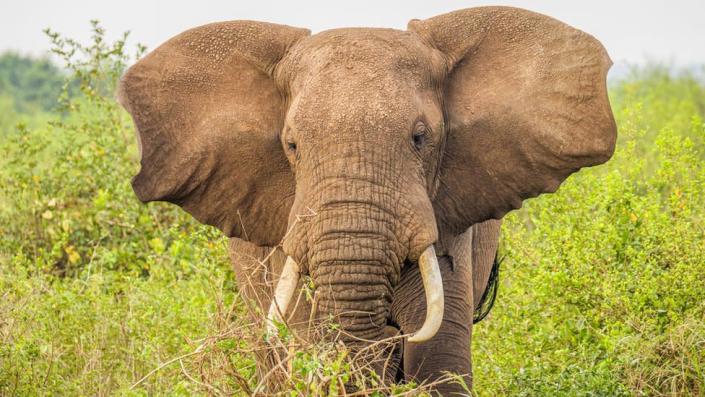 Ugandan ivory trader sentenced to life in prison