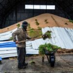 Zelenskyy accuses Russia of creating ‘artificial famine’ after Moscow suspends crucial grain deal