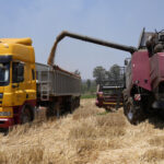 Zimbabwe’s focus on wheat set to yield biggest-ever harvest