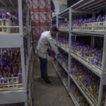 AP PHOTOS: Farmers in Kashmir try growing saffron indoors