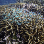 Australia argues against ‘endangered’ Barrier Reef status