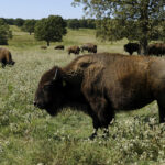 Bison’s relocation to Native lands revives a spiritual bond