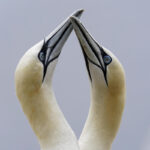 Climate reshapes life for tenacious gannets on Quebec isle