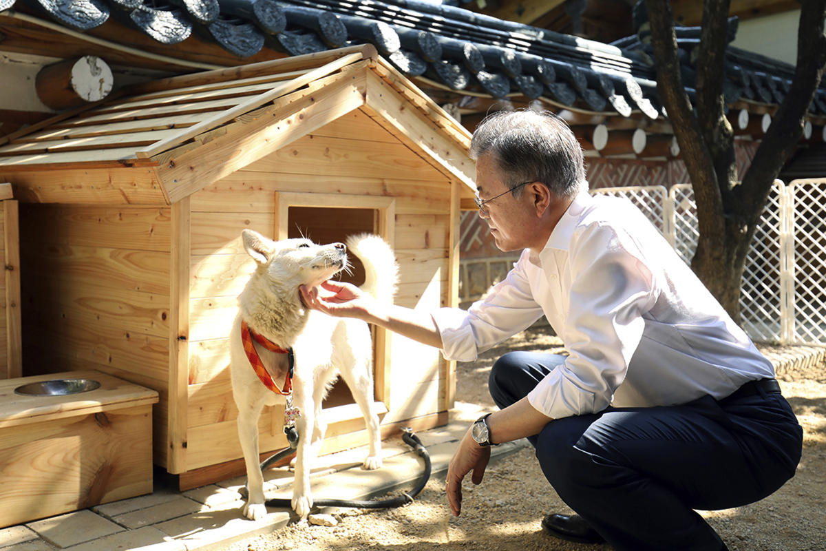 Dogs gifted by Kim Jong Un at center of South Korean row