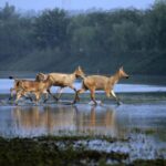 Is China ready to lead on protecting nature? At the upcoming UN biodiversity conference, it will preside and set the tone