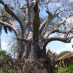 Kenya bans ‘biopiracy’ export of lucrative baobabs