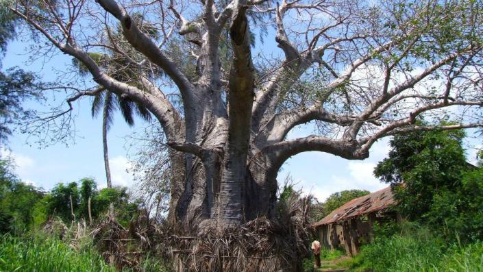 Kenya bans ‘biopiracy’ export of lucrative baobabs