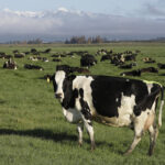 New Zealand targets cow burps to help reduce global warming