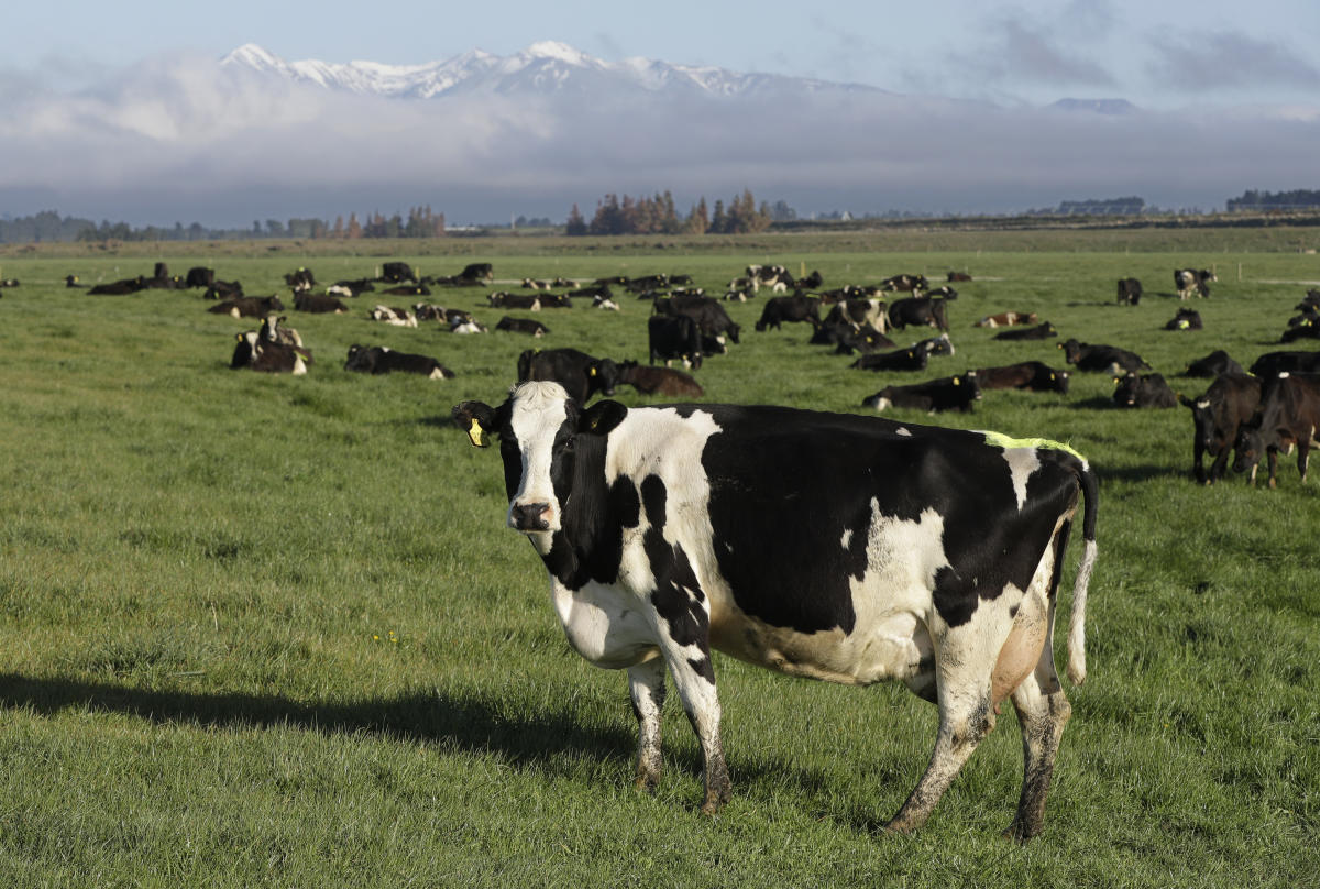 New Zealand targets cow burps to help reduce global warming