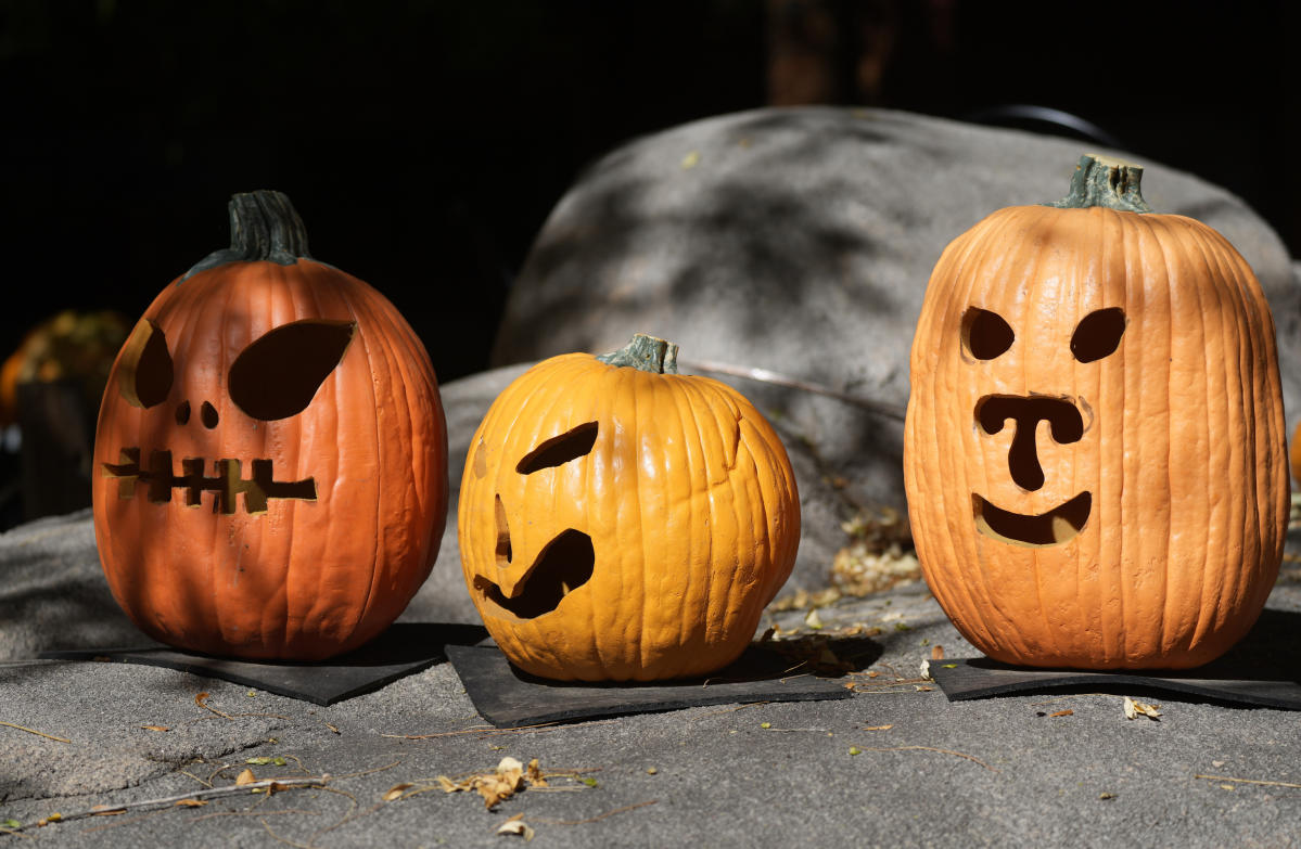 Pumpkins can be composted, donated to farms, fed to wildlife