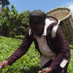 Scottish tea company driver ‘tried to run over’ Kenyan farm worker