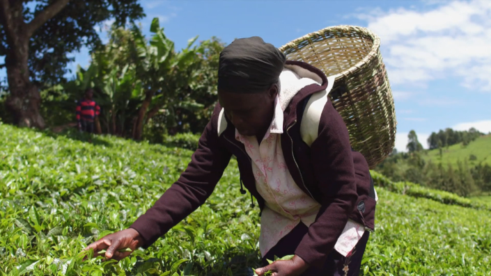 Scottish tea company driver ‘tried to run over’ Kenyan farm worker