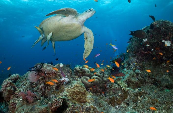 UN Wants to List the Great Barrier Reef as ‘in Danger.’ Australia Disagrees