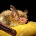 US bat species devastated by fungus now listed as endangered