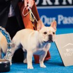 Winston the French Bulldog Wins Best in Show at the 2022 National Dog Show