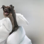 Bats plunge to ground in cold; saved by incubators, fluids