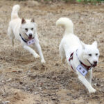 Dogs gifted by North’s Kim resettle in South Korean zoo