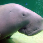 Dugong, coral, abalone face extinction threat, IUCN says