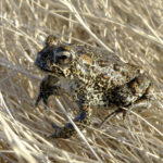 Endangered listing for Nevada toad in geothermal power fight