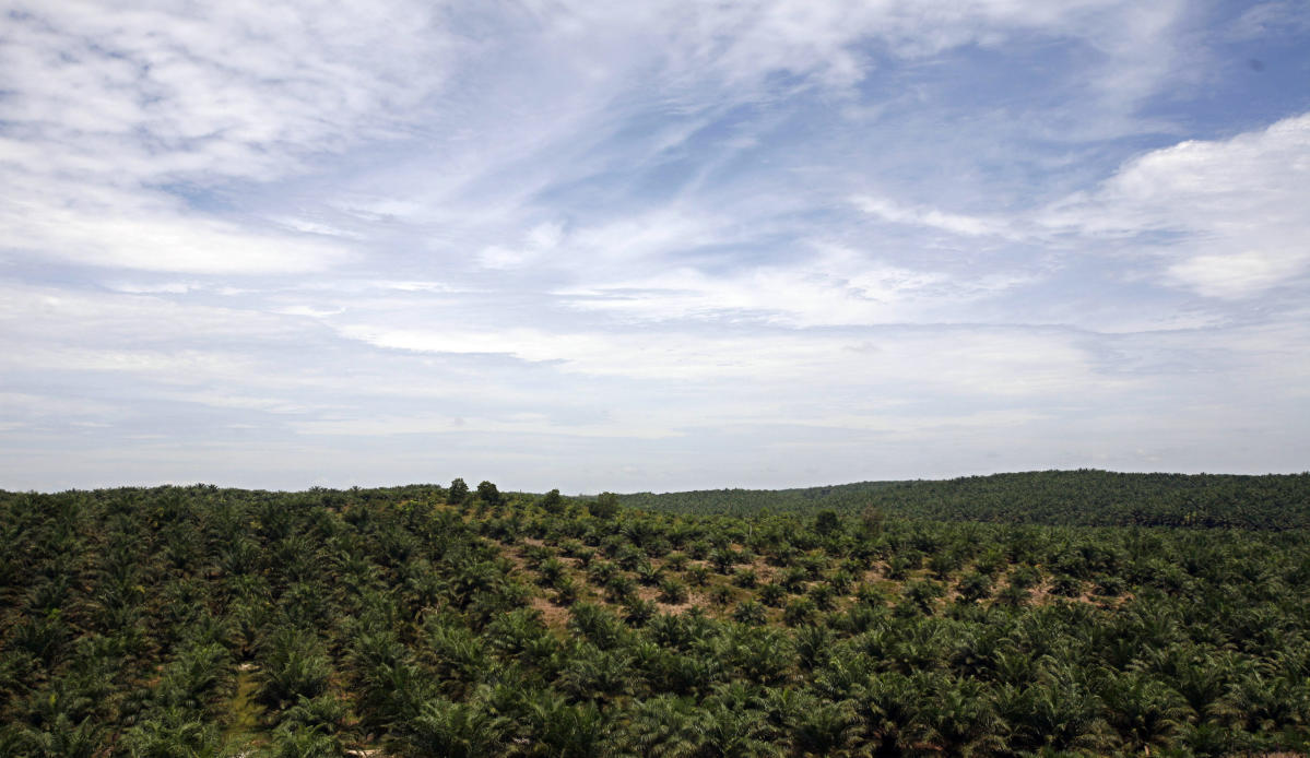 EU agrees deal to ban products which fuel deforestation