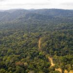 Gabon to Conserve 30% of Territory With Bezos, Waltons Support