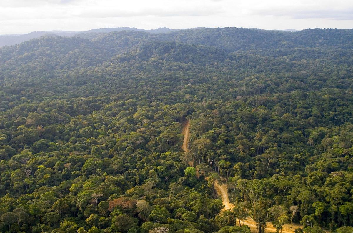 Gabon to Conserve 30% of Territory With Bezos, Waltons Support