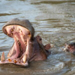 Poachers target hippos for giant teeth in place of ivory