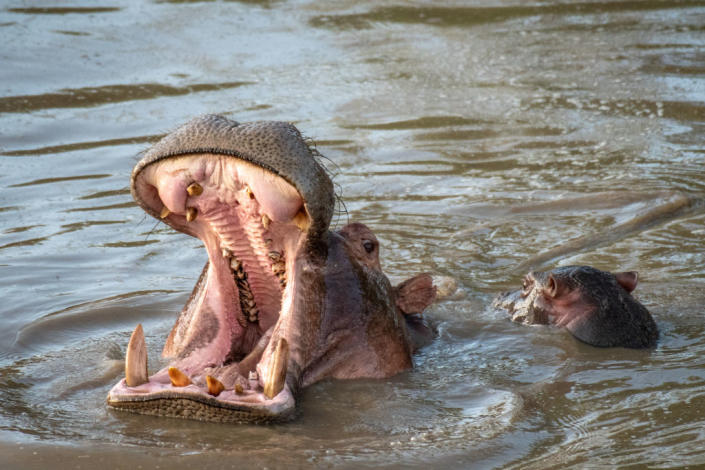 Poachers target hippos for giant teeth in place of ivory